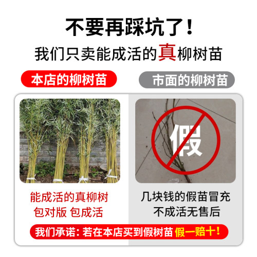 黄金柳金丝柳树树苗子垂柳行道庭院大树园林风景绿化盆栽河边倒柳 - 图2