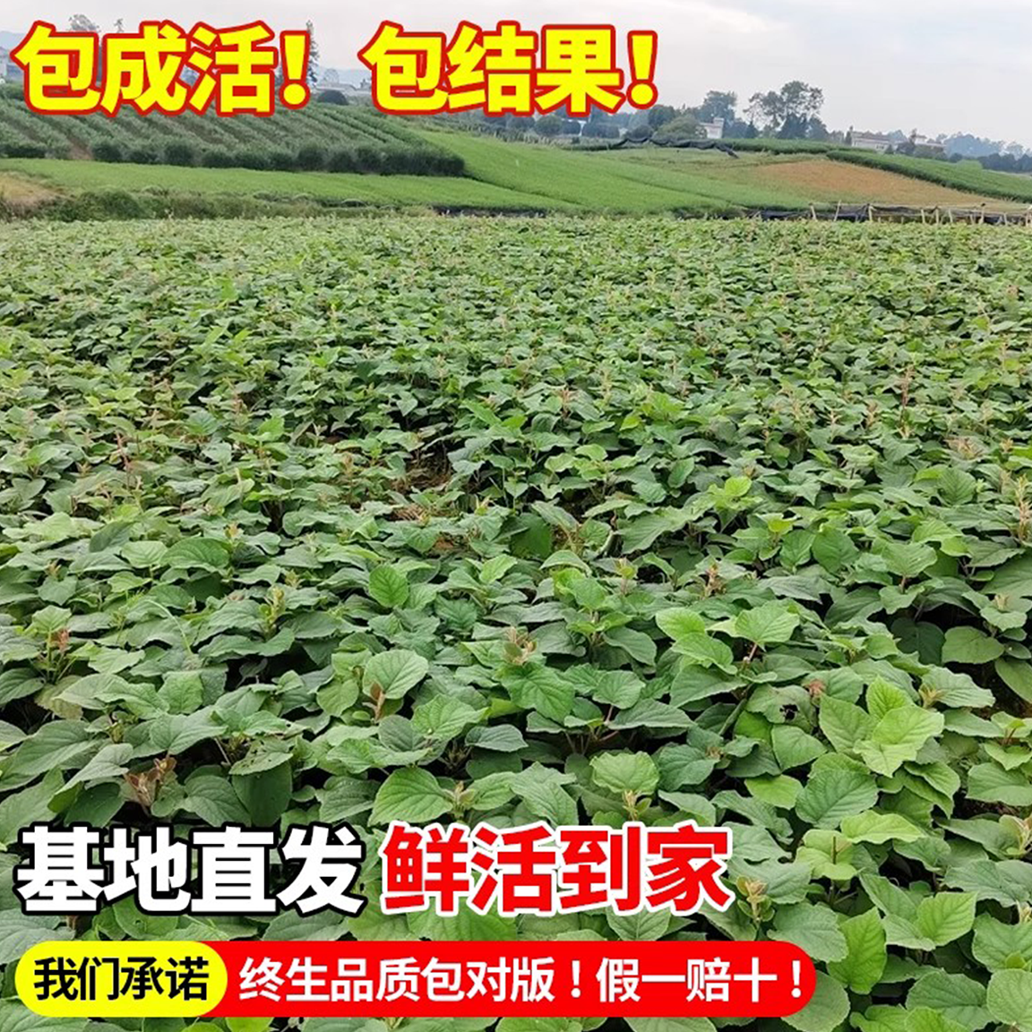 正宗猕猴桃树果苗红心软枣雌雄同株耐寒特大南北种植庭院盆栽地栽,淘宝优惠券,粉丝福利购,淘宝优惠卷