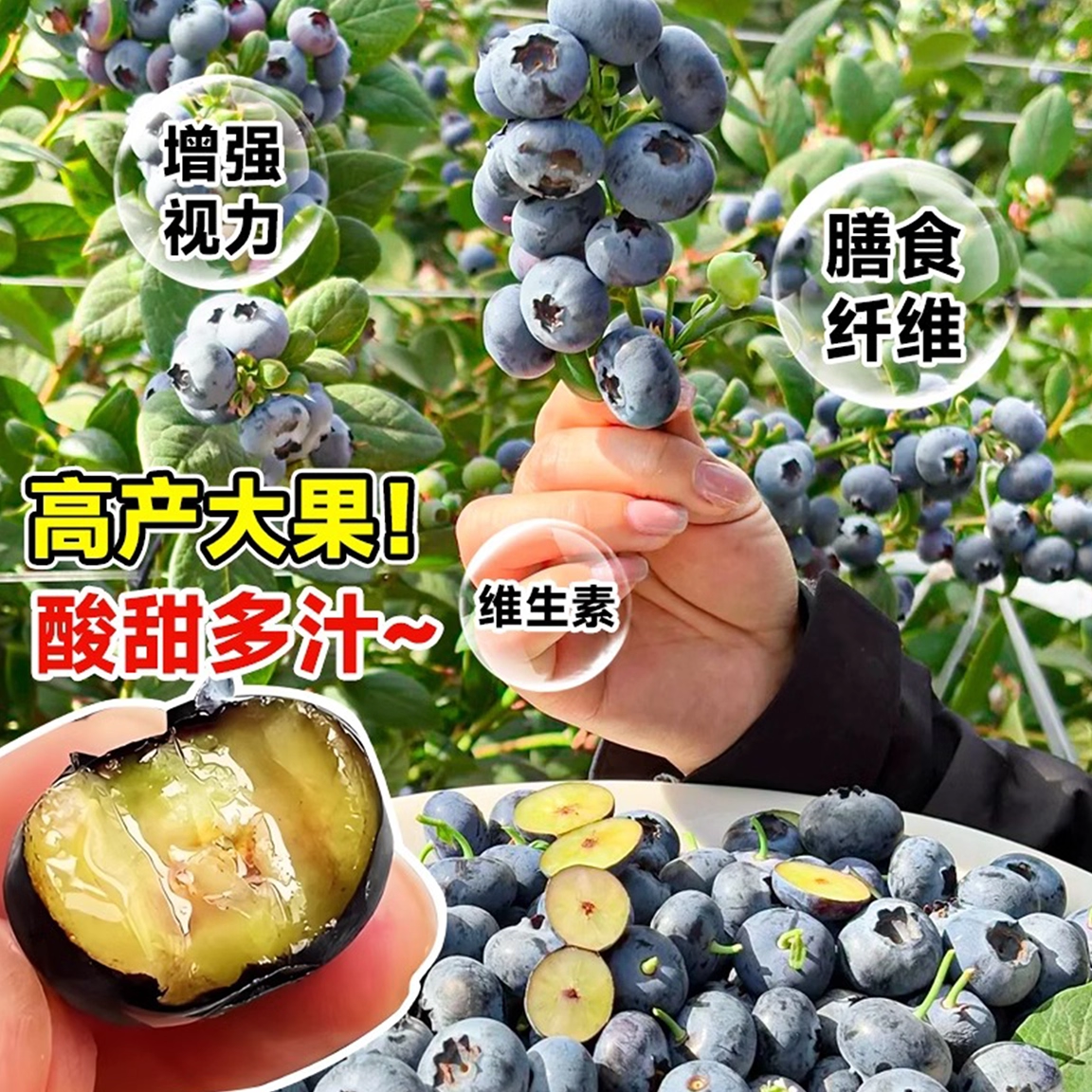 蓝莓树果苗盆栽果树苗特大号百香果四季种植庭院室内阳台耐寒好养,淘宝优惠券,粉丝福利购,淘宝优惠卷