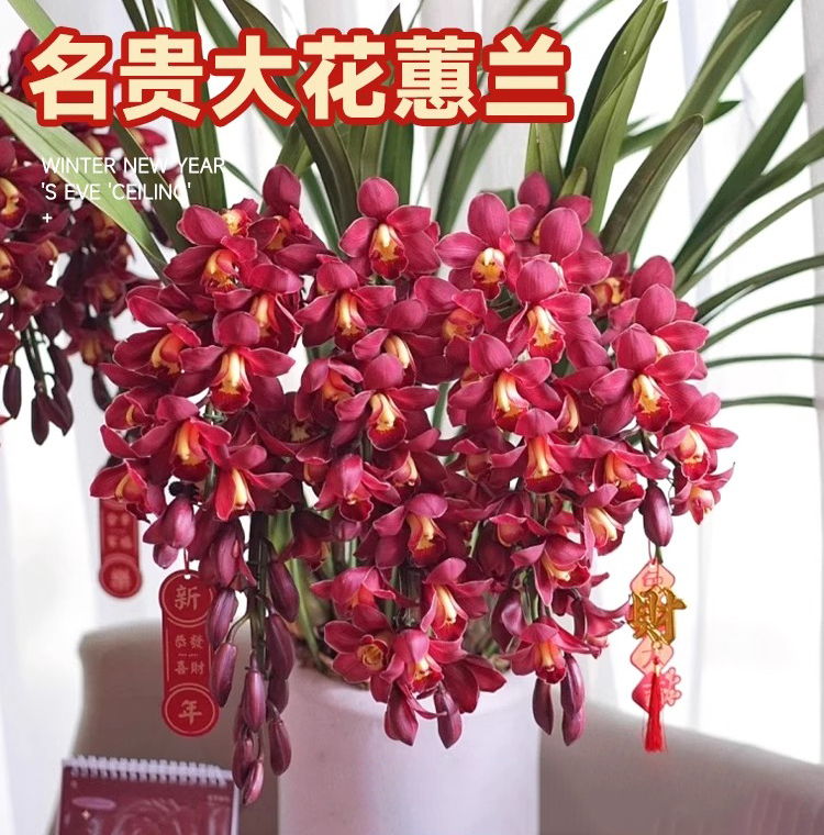 大花惠兰带花苞花剑浓香慧兰花盆栽精品年宵花卉鲜花室内四季蕙兰-图0