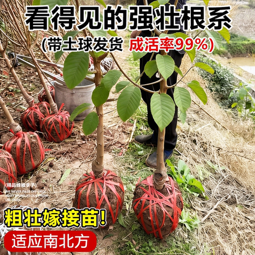 蜂糖李子树苗正宗新品种特大嫁接三华果树果苗庭院盆栽南北方种植 - 图0