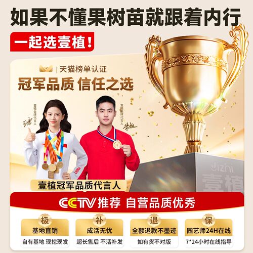 黄桃树果苗正宗锦绣黄桃树苗水蜜桃地栽庭院南方北方种植当年结果 - 图3