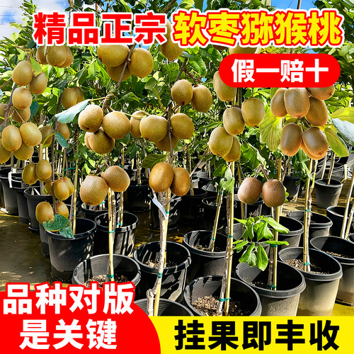 软枣猕猴桃桃树果苗正宗绿心嫁接地栽盆栽南北四季可种水果树果苗 - 图0