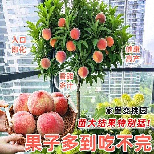 早熟高产水蜜桃树苗盆栽特大桃树果苗南北方种植四季带土当年结果 - 图2