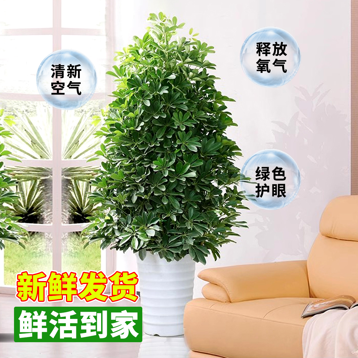 鸭脚木盆栽客厅绿植花卉室内大型八方来财鸭掌木七叶莲植物发财树 - 图1