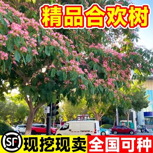 合欢花树苗绒花树行道风景大树南北方种植庭院耐寒旱工程绿化乔木 - 图1