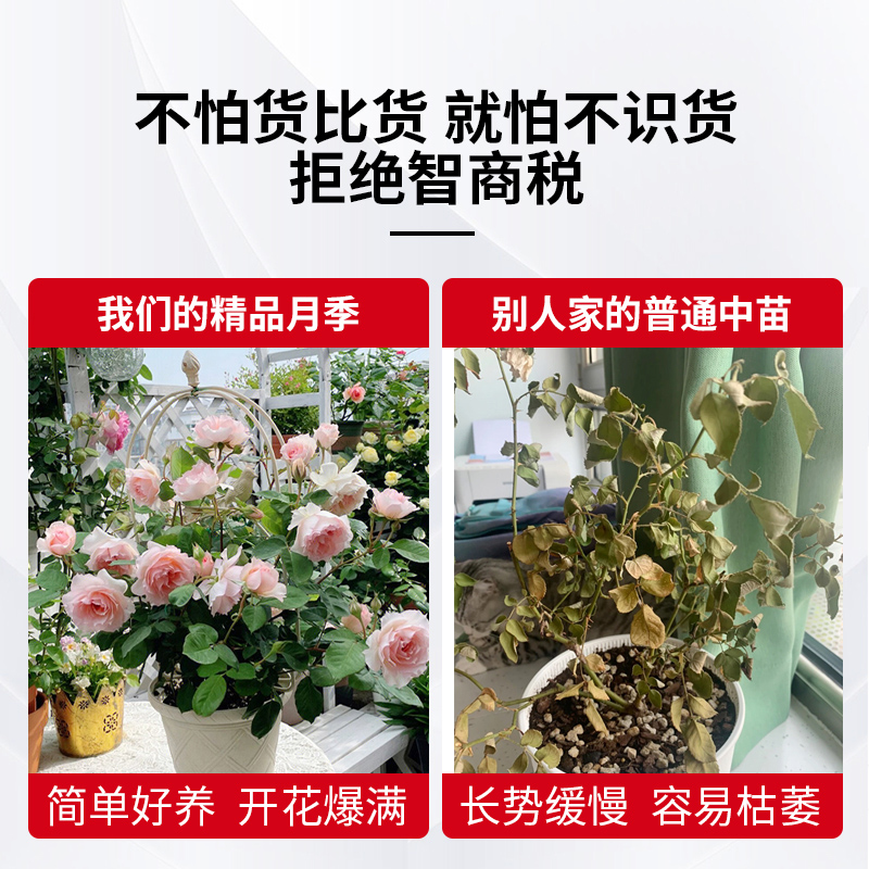 莫妮卡戴维月季花苗大花勤花丰花阳台庭院盆栽四季开花粉色美人尖-图3