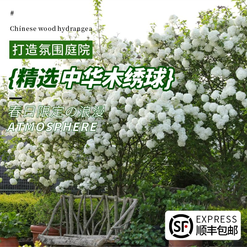 中华木绣球斗球树苗老桩白麻球苗庭院别墅耐寒盆栽风景树绣球花苗,淘宝优惠券,粉丝福利购,淘宝优惠卷