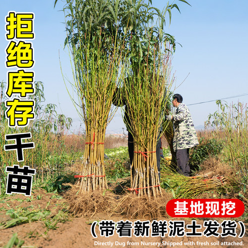 锦绣黄桃树果苗果树盆地栽当年结果嫁接特大水蜜桃南北方四季种植 - 图2
