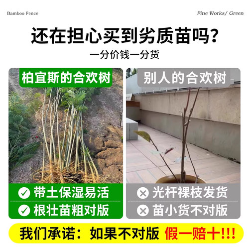 合欢花树苗绒花树行道风景大树南北方种植庭院耐寒旱工程绿化乔木 - 图0