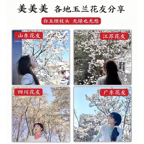 白玉兰树苗带花苞庭院大树植物室内外常青花卉紫玉兰树苗老桩四季 - 图2