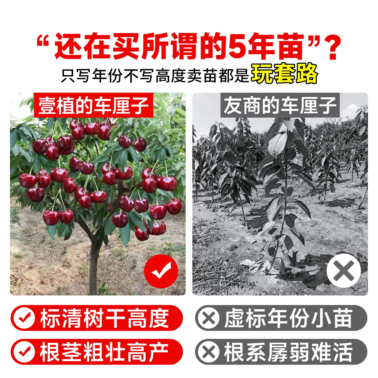 车厘子树苗矮化樱桃树苗南北方种植盆栽庭院果树黑珍珠大樱桃果苗 - 图0