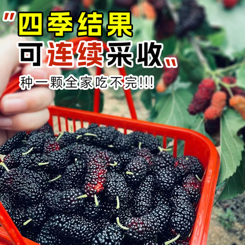 大长果桑葚树苗带果盆栽台湾白桑葚嫁接果树果苗南北方四季甜水果 - 图3
