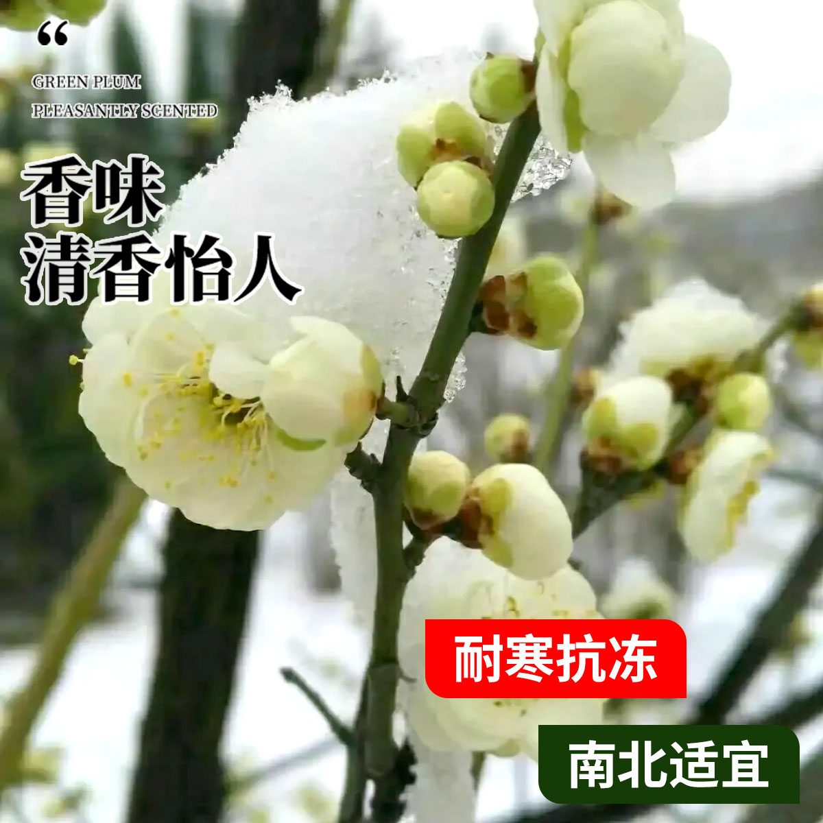 绿梅盆栽树苗室内阳台带花卉庭院地栽四季耐寒绿植腊梅花老桩盆景-图2