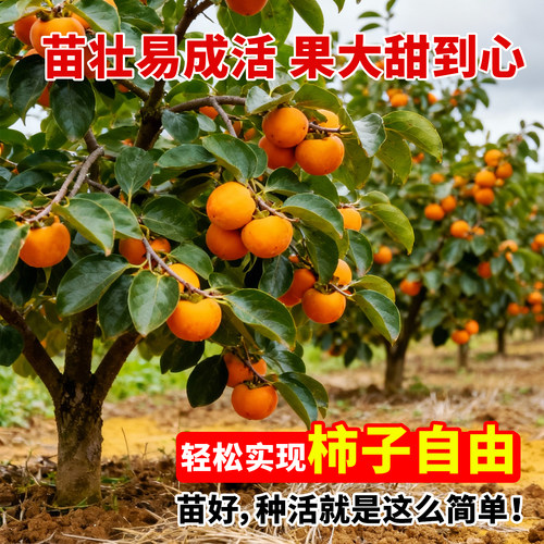 柿子树果苗火晶柿子嫁接果树南北方种植地栽脆甜当年结果正宗对版 - 图1