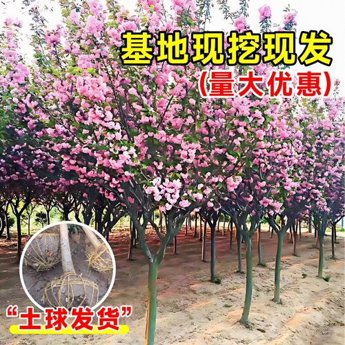 日本樱花树苗木庭院南北方种植盆栽大绿化风景树苗室外花卉早晚樱 - 图0