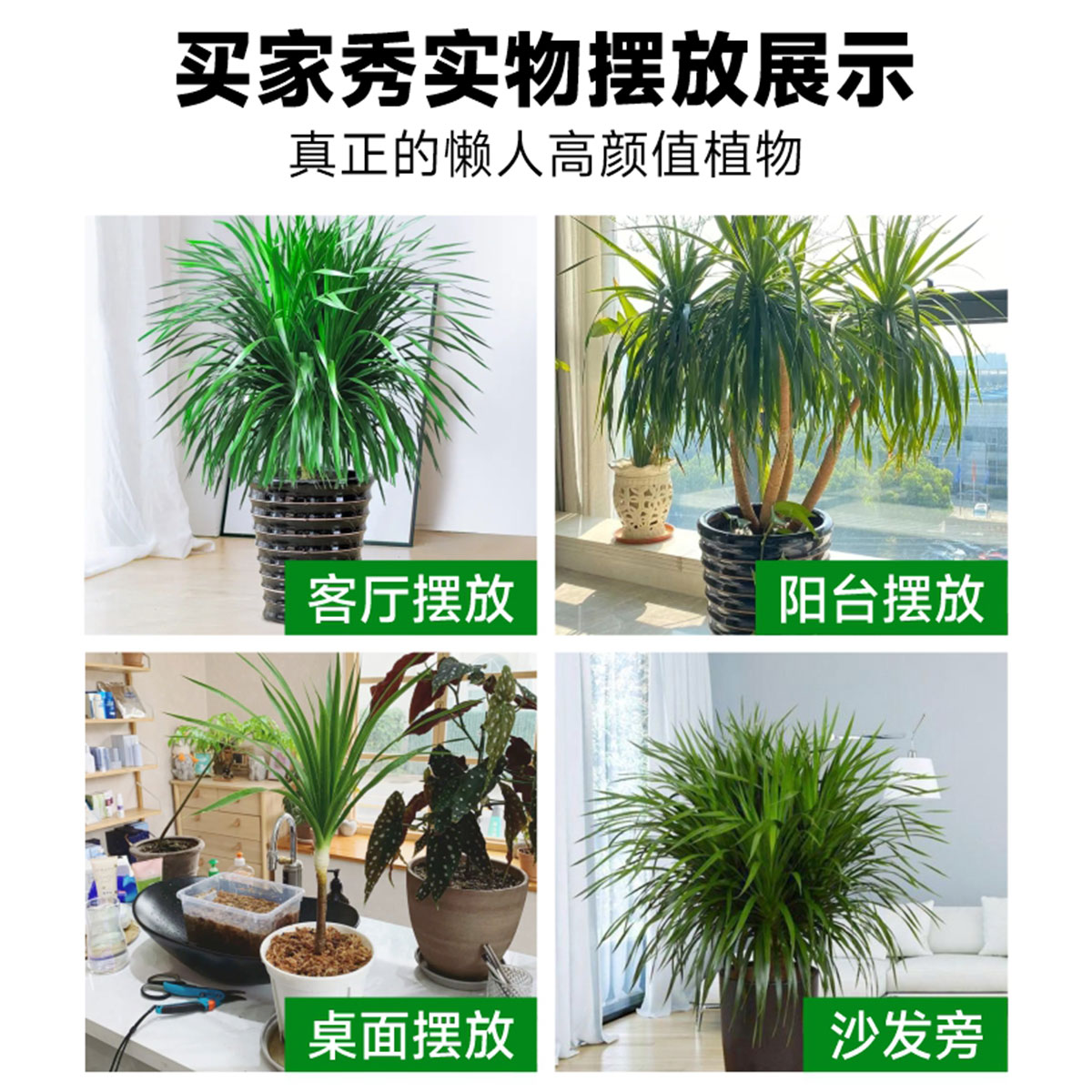 龙须树大型绿植多头龙血树龙铁树发财树室内客厅盆栽花卉植物盆景 - 图3