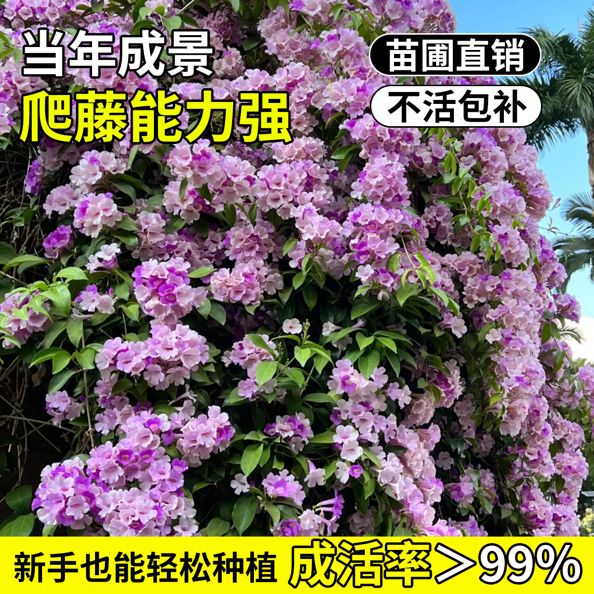 蒜香藤花苗紫玲藤爬藤植物盆栽庭院阳台耐寒垂吊花卉绿植四季开花 - 图2