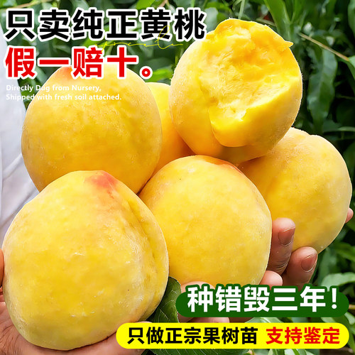 锦绣黄桃树果苗果树盆地栽当年结果嫁接特大水蜜桃南北方四季种植 - 图1