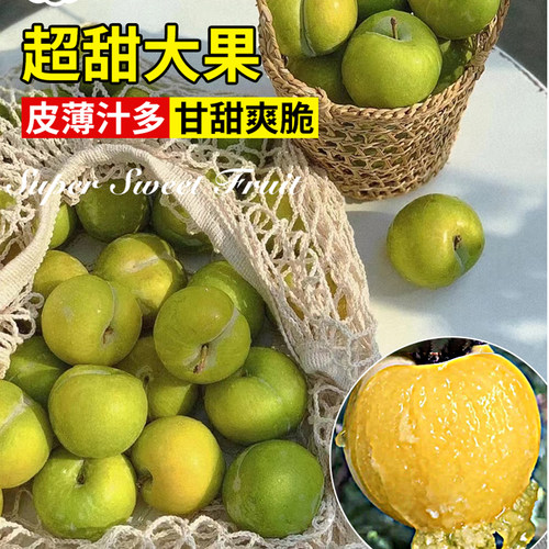 蜂糖李子树苗正宗特大李子树苗室内外庭院盆栽地栽南北方种植四季 - 图2