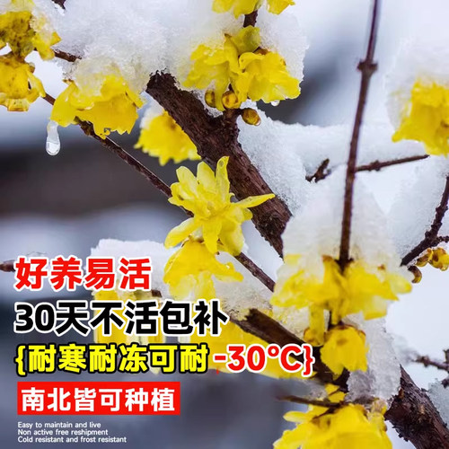 腊梅花树苗盆栽浓香型庭院四季耐寒花卉地栽易活老桩盆景素心蜡梅 - 图1
