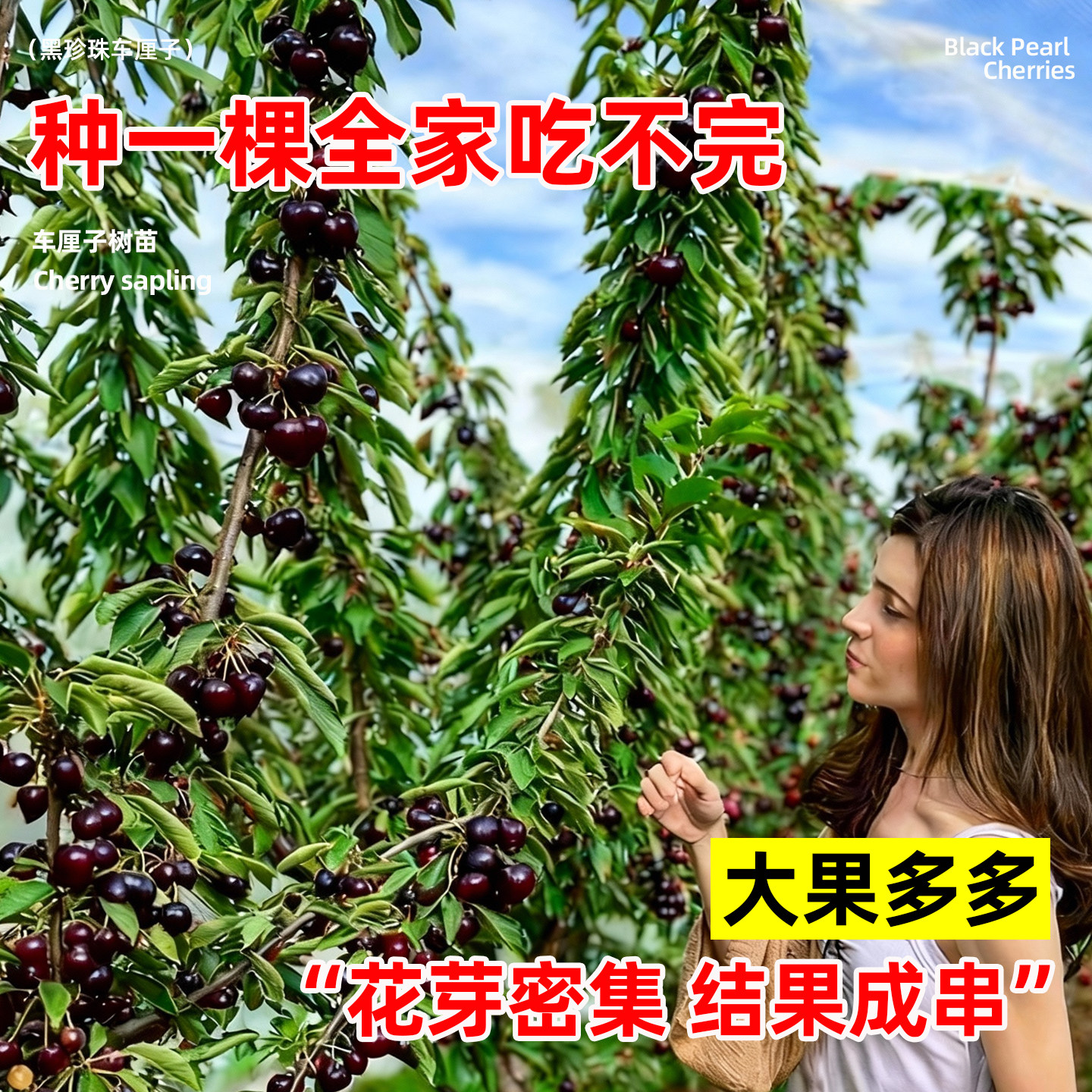 正宗黑珍珠车厘子树苗南方大樱桃水果树果苗北方种植庭院地栽带土,淘宝优惠券,粉丝福利购,淘宝优惠卷