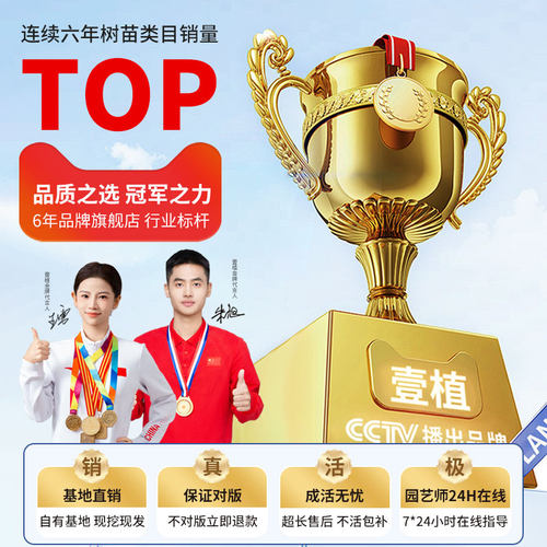 百香果树苗黄金9号百香果嫁接爬藤南方种植四季地栽水果树果苗 - 图3