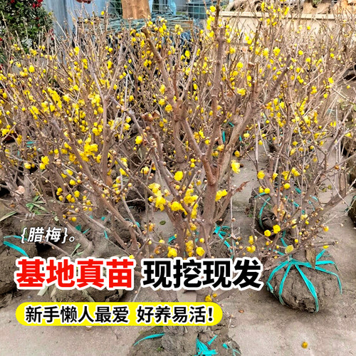 腊梅花树苗盆栽浓香型庭院四季耐寒花卉地栽易活老桩盆景素心蜡梅 - 图3