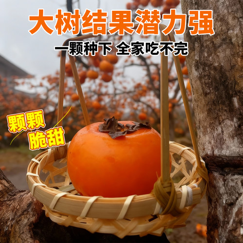 柿子树果苗火晶柿子嫁接果树南北方种植地栽脆甜当年结果正宗对版 - 图2