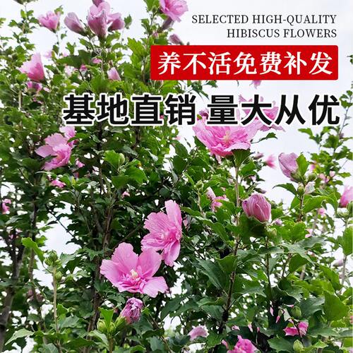 木槿花树苗可食用棒棒糖木槿花重瓣大苗阳台庭院盆栽耐寒四季好养 - 图3