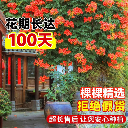 凌霄花爬藤大苗藤蔓植物阳台盆栽老桩四季花卉爬墙炮仗花紫藤凌宵 - 图1