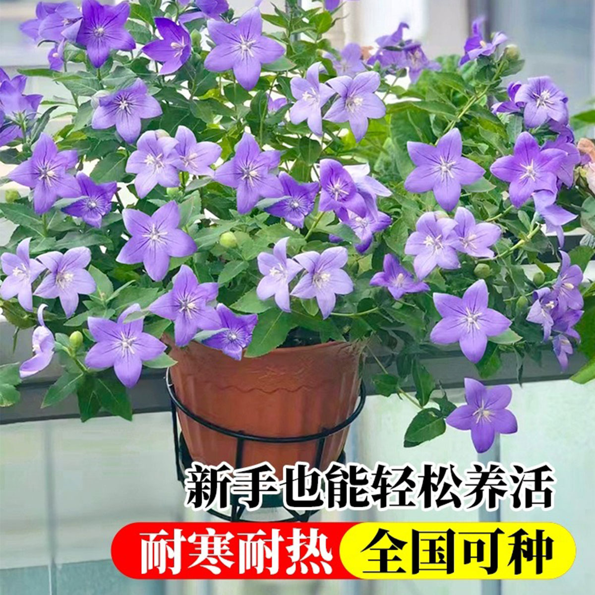 中华桔梗花苗盆栽带花苞花卉绿植物室内好养活四季耐寒耐冻洋桔梗 - 图2