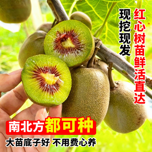 猕猴桃树果苗红心绿心软枣嫁接耐寒阳台地栽南北四季种植当年结果 - 图1