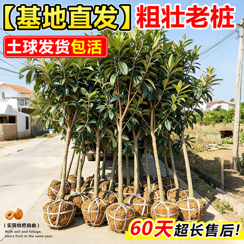 枇杷树果苗嫁接无核砂糖琵琶大果南北方种植盆地栽水果树当年结果 - 图2