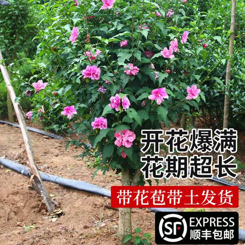 木槿花树苗可食用棒棒糖木槿花重瓣大苗阳台庭院盆栽耐寒四季好养 - 图2