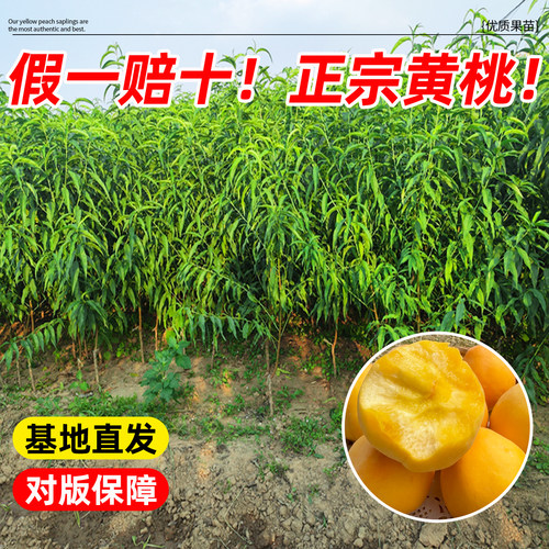 黄桃树果苗正宗锦绣黄桃树苗水蜜桃地栽庭院南方北方种植当年结果 - 图1
