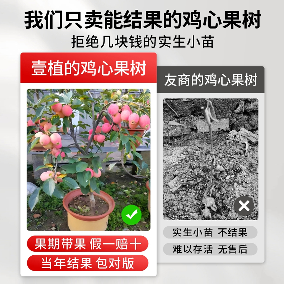 鸡心果树果苗东北小苹果树种植苗南北方耐寒盆栽地栽矮化四季水果-图1