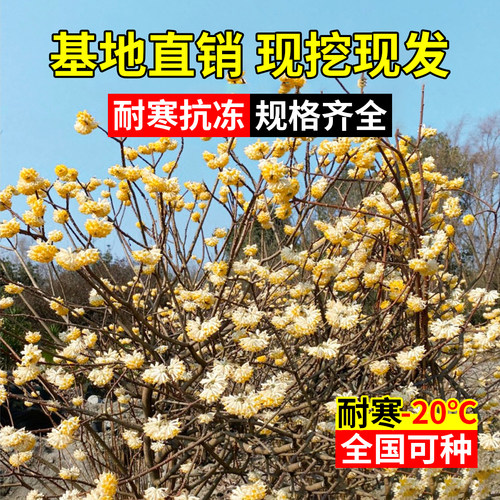 结香花树苗盆栽庭院别墅节香花卉植物梦花树苗室外风景大树绿化苗 - 图2