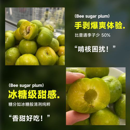 晚熟青脆李子树果苗正宗嫁接特大果苗盆栽三华李子新品种当年结果 - 图2