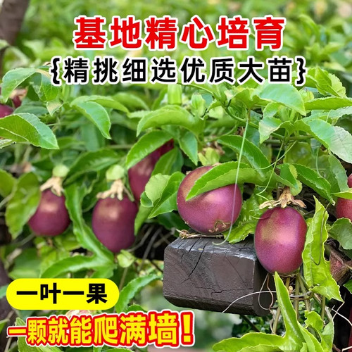 百香果树苗黄金9号百香果嫁接爬藤南方种植四季地栽水果树果苗 - 图0