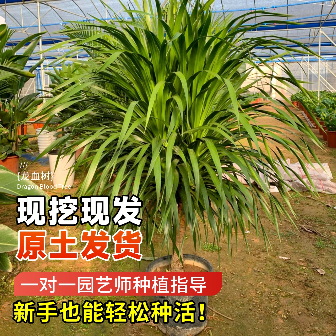 龙血树客厅绿植盆栽多头龙须树铁黑珍珠绿植室内落地大型老桩树苗 - 图2