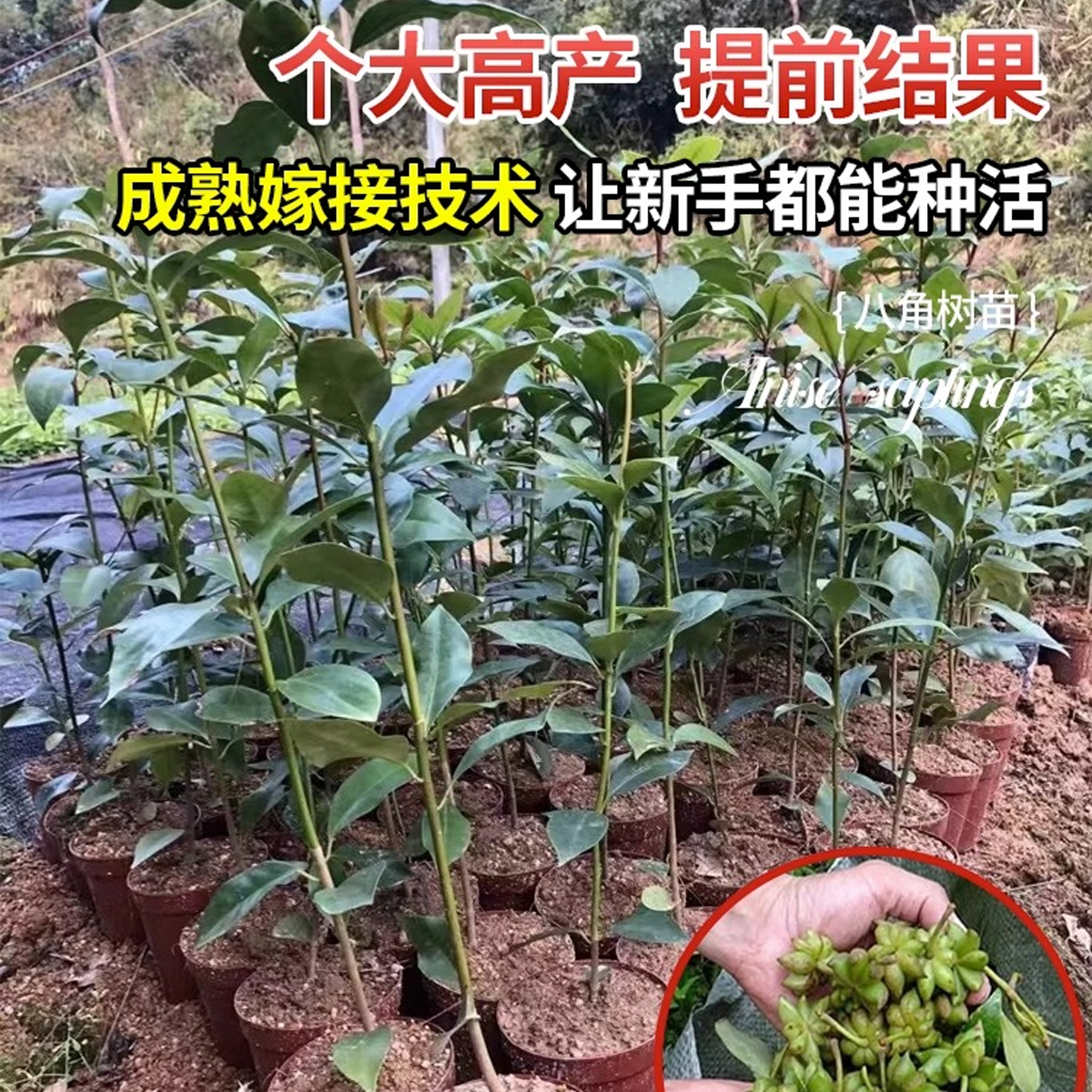 八角树树苗广西正宗罗马八角嫁接大料秧苗南方种植耐寒耐旱带果发