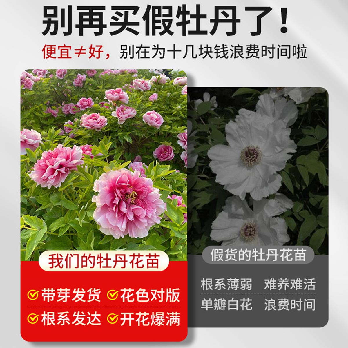 牡丹花苗正宗山东菏泽洛阳芍药鲜花大苗室外盆栽重瓣观赏树苗花卉