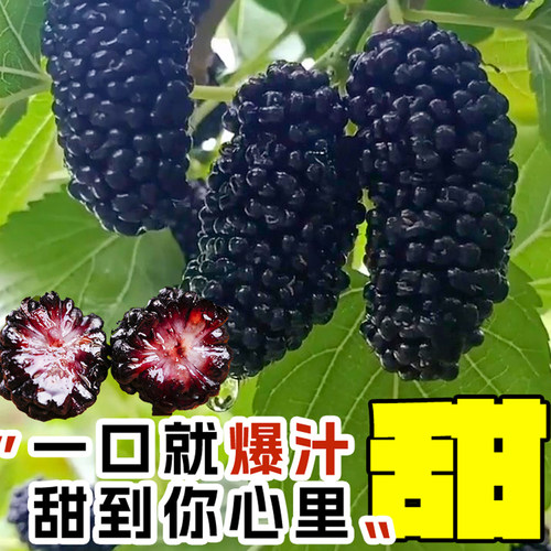 大长果桑葚树苗带果盆栽台湾白桑葚嫁接果树果苗南北方四季甜水果 - 图2
