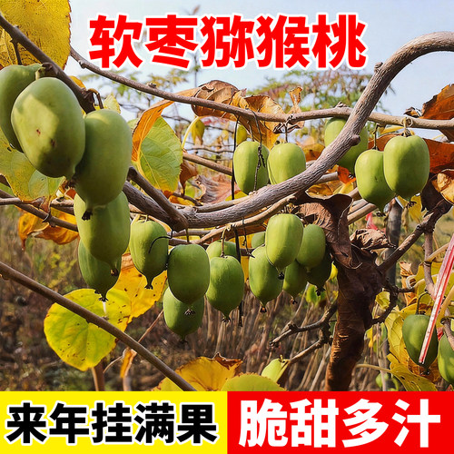 软枣猕猴桃桃树果苗正宗绿心嫁接地栽盆栽南北四季可种水果树果苗 - 图1