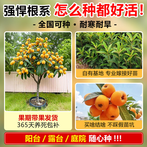 枇杷树果苗嫁接无核砂糖琵琶大果南北方种植盆地栽水果树当年结果 - 图1