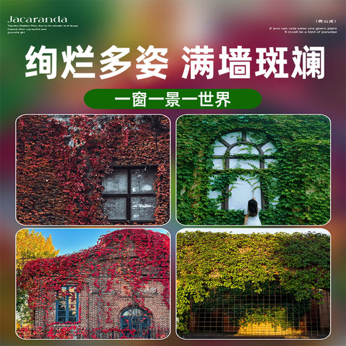 爬山虎树苗爬藤四季常青不落叶庭院藤蔓植物三五叶爬墙虎草种籽子 - 图3