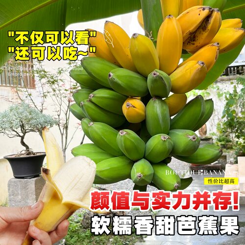 芭蕉树绿植盆栽庭院香蕉树苗大型北方室外内耐寒植物户外大叶巴蕉 - 图1