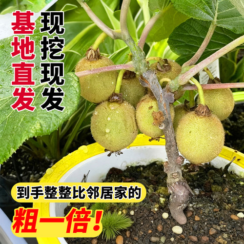 嫁接猕猴桃树果苗一公一母红心绿心软枣盆栽地栽南北四季种植耐寒 - 图0