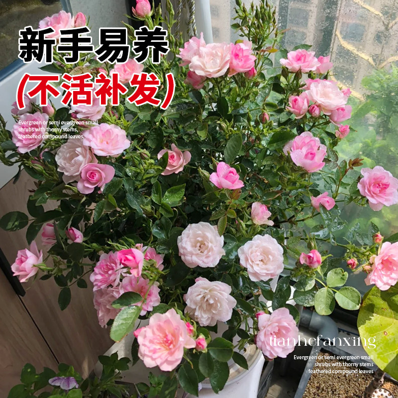 天荷繁星微型月季花苗多头灌木玫瑰蔷薇室内阳台四季开花花卉盆栽,淘宝优惠券,粉丝福利购,淘宝优惠卷